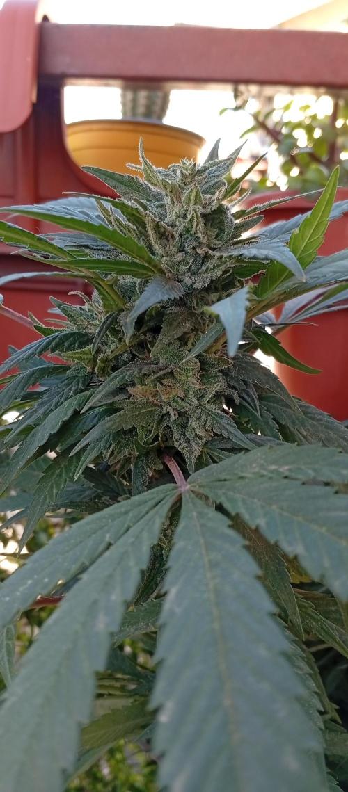 GMOxPakistanxMimosa. Week 18