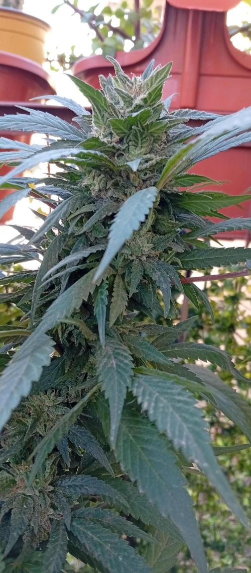 GMOxPakistanxMimosa. Week 18