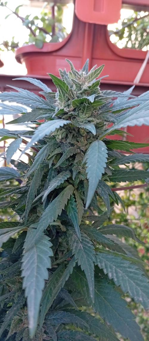 GMOxPakistanxMimosa. Week 18