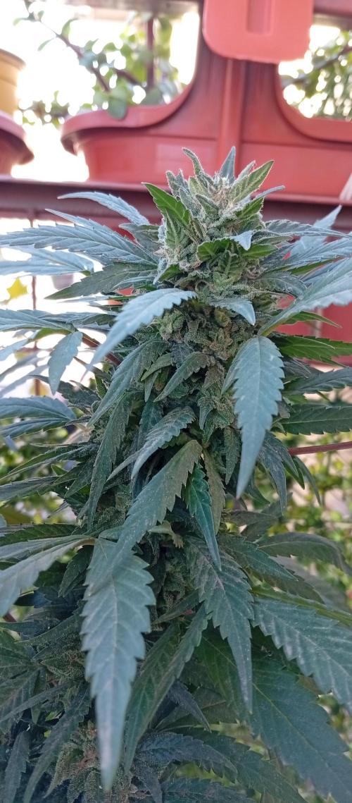 GMOxPakistanxMimosa. Week 18