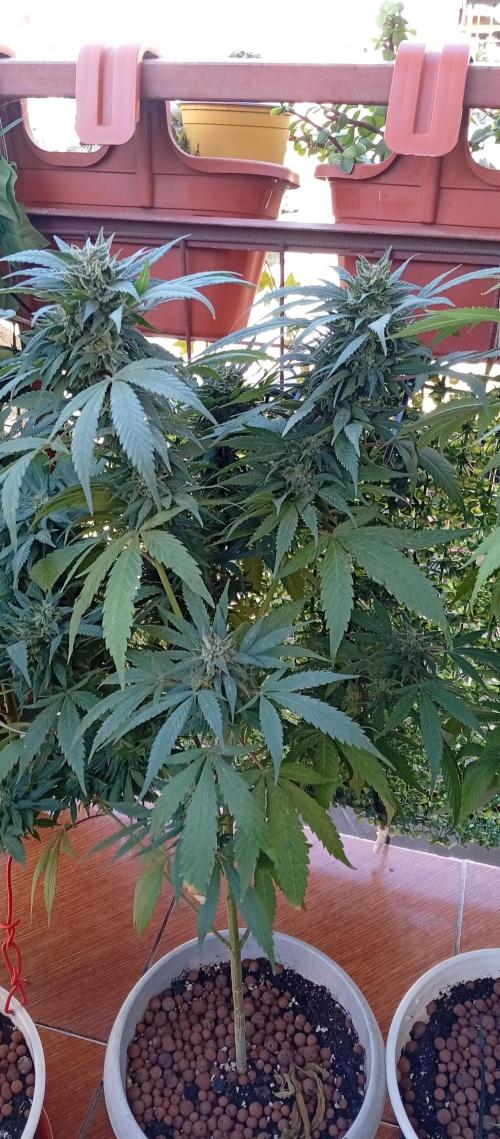 GMOxPakistanxMimosa. Week 18