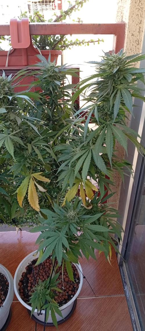 GMOxPakistanxMimosa. Week 18