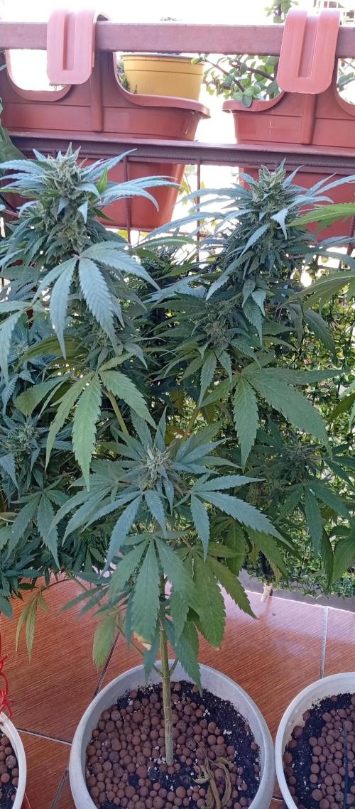 GMOxPakistanxMimosa. Week 18