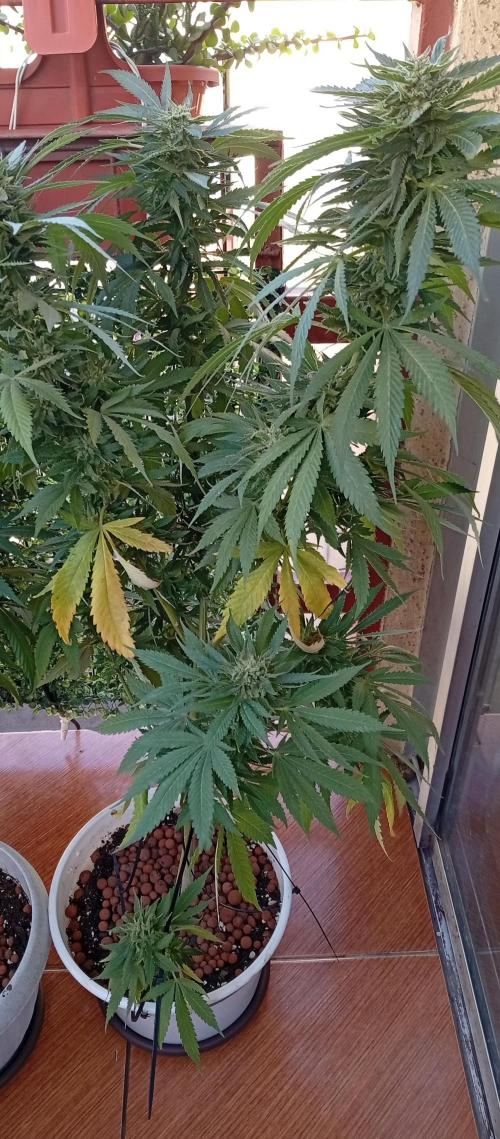 GMOxPakistanxMimosa. Week 18