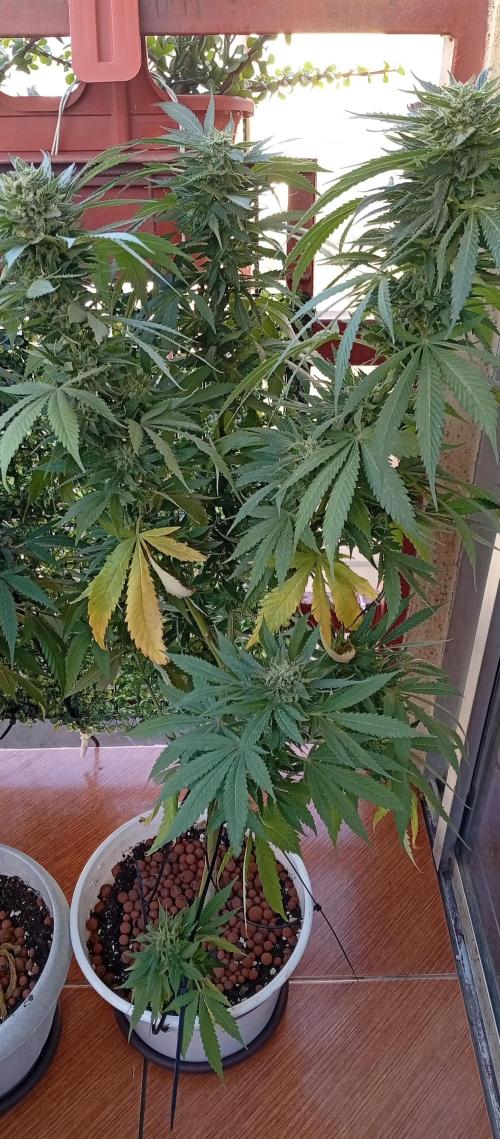 GMOxPakistanxMimosa. Week 18