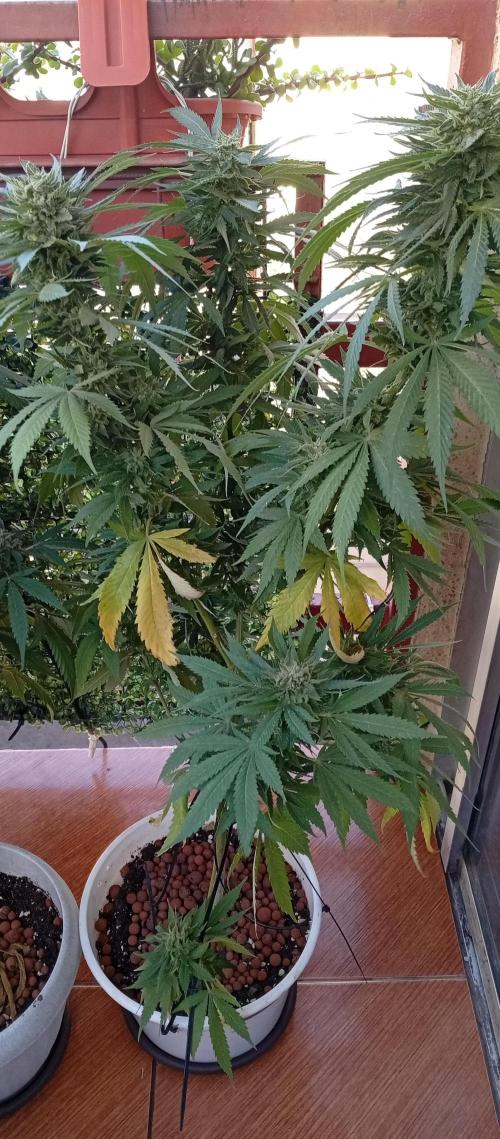 GMOxPakistanxMimosa. Week 18