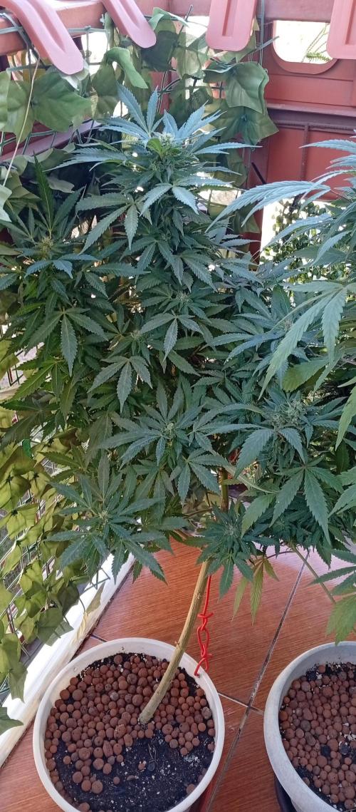 ChocotangieXCelestialGas. Week 18