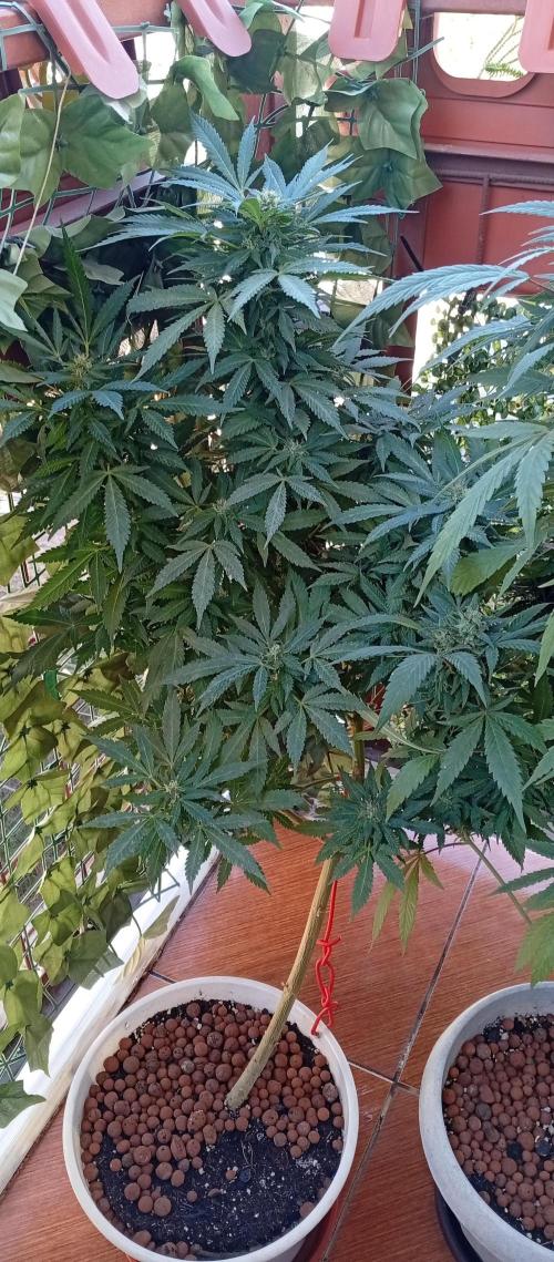 ChocotangieXCelestialGas. Week 18