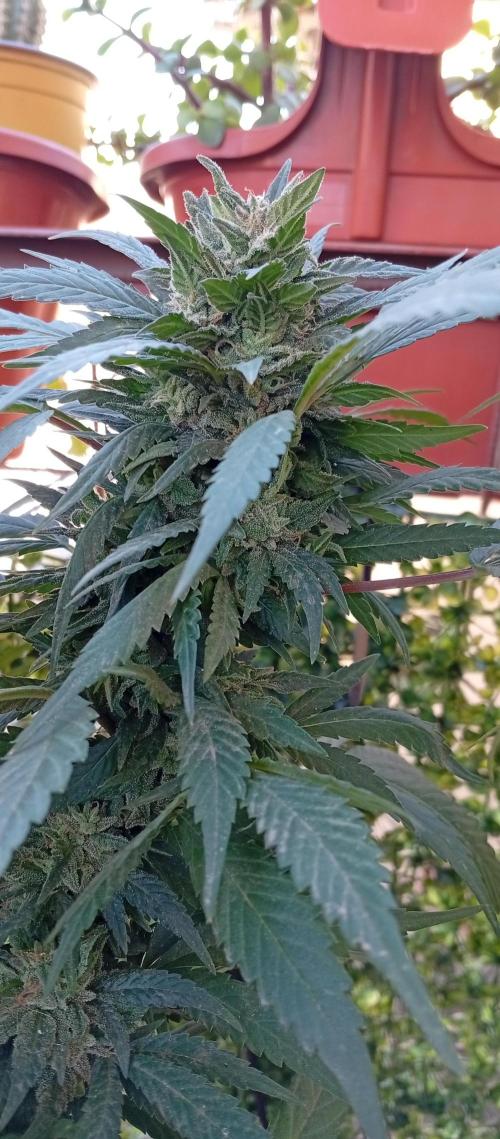 ChocotangieXCelestialGas. Week 18