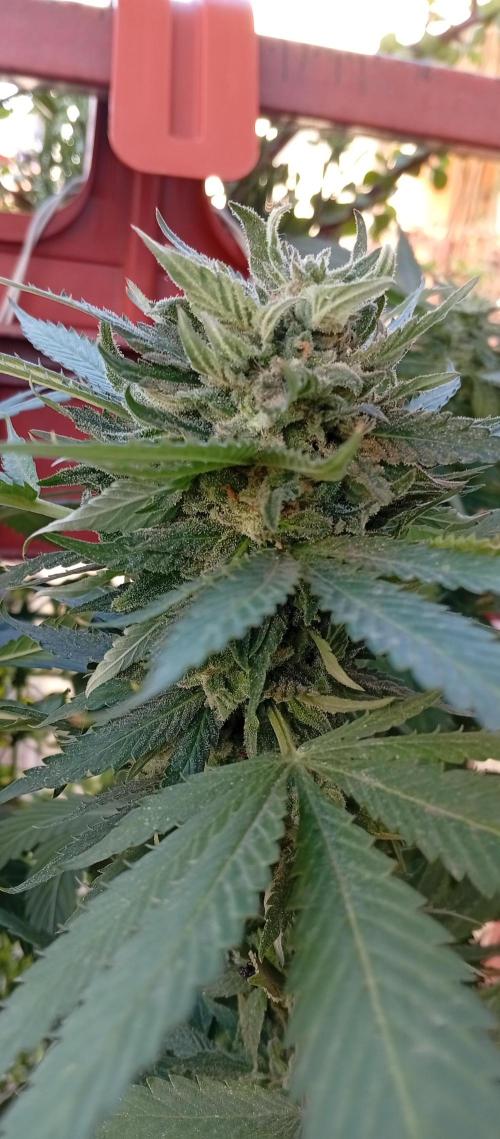 ChocotangieXCelestialGas. Week 18