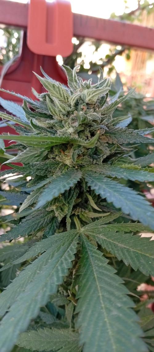 ChocotangieXCelestialGas. Week 18