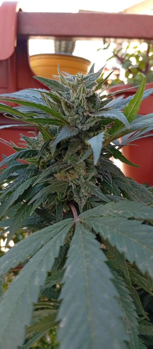 ChocotangieXCelestialGas. Week 18
