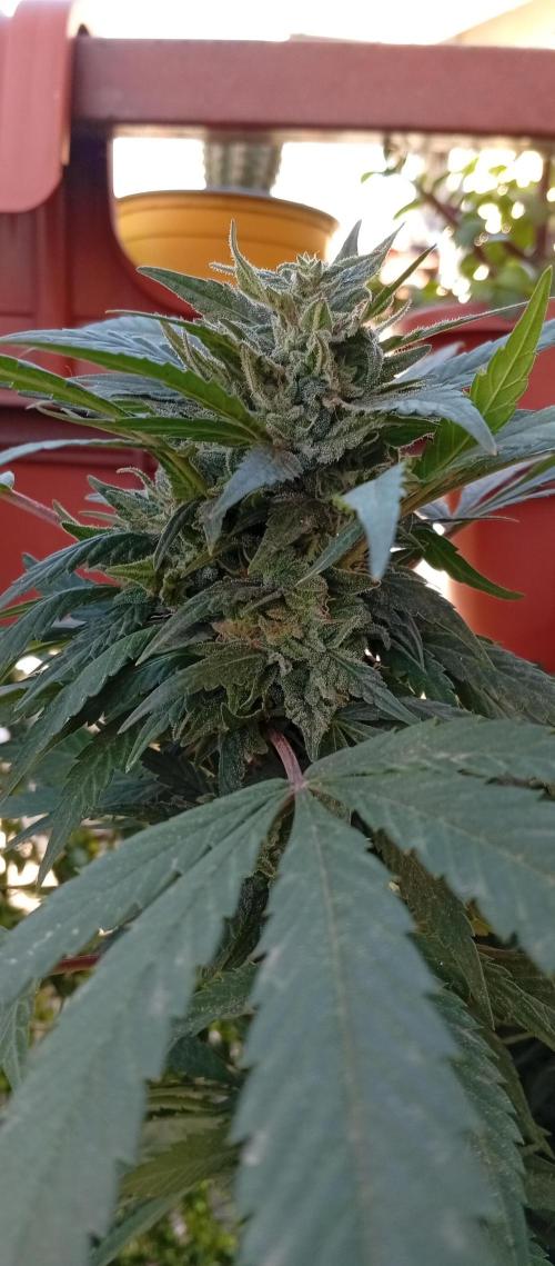 ChocotangieXCelestialGas. Week 18