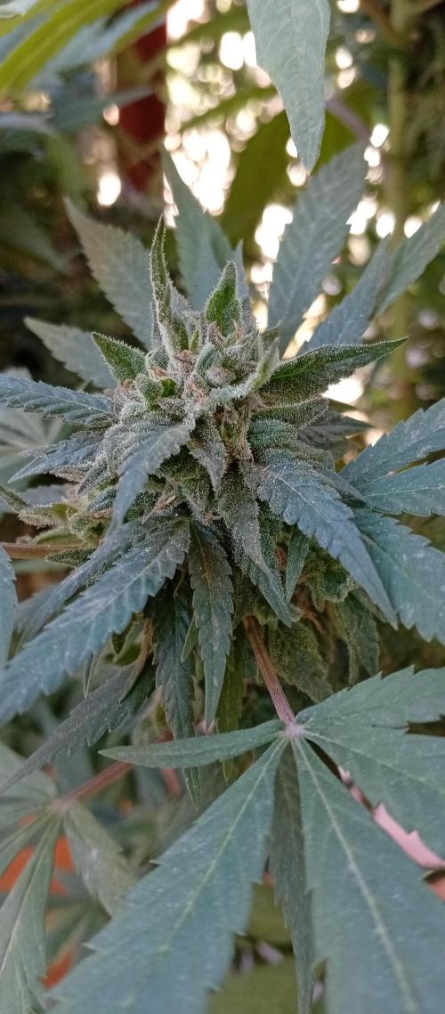 ChocotangieXCelestialGas. Week 18