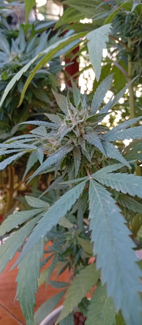 ChocotangieXCelestialGas. Week 18