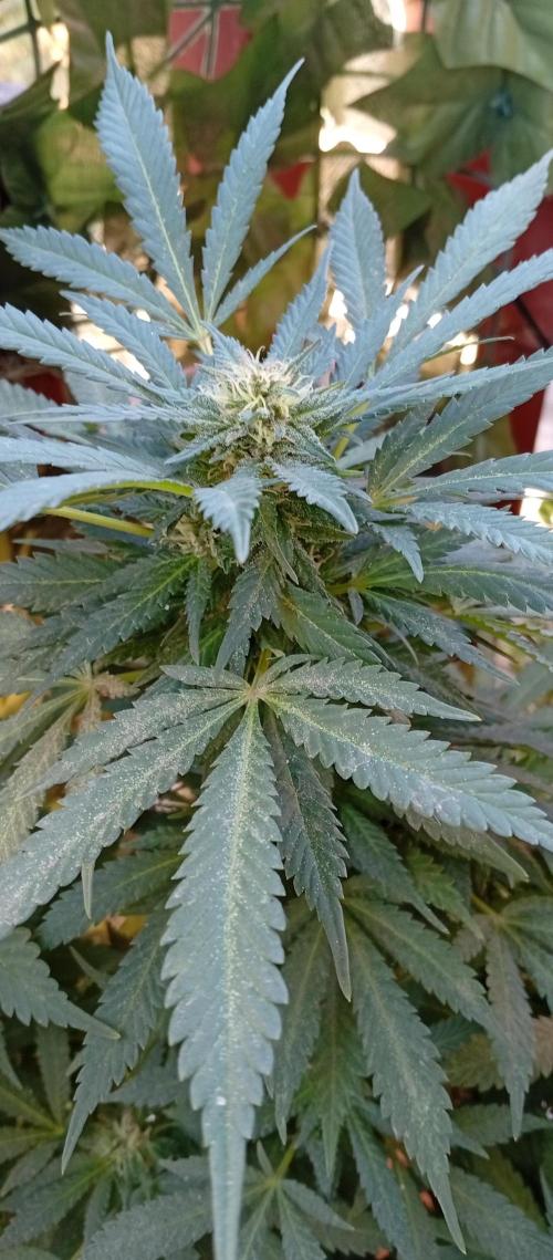 ChocotangieXCelestialGas. Week 18