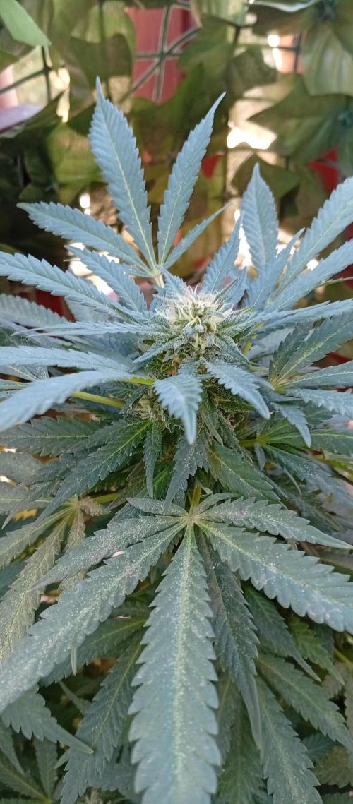 ChocotangieXCelestialGas. Week 18