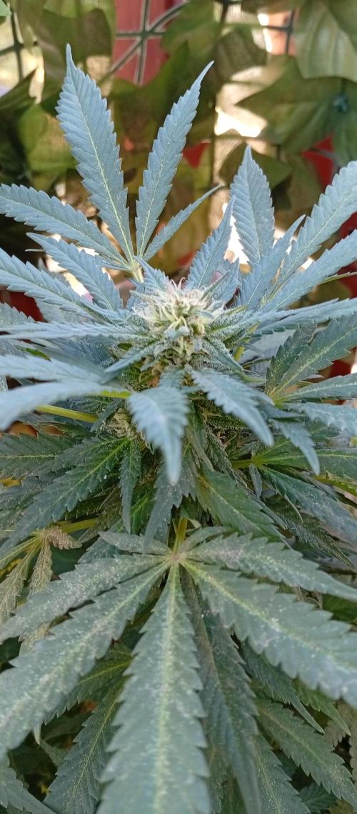 ChocotangieXCelestialGas. Week 18