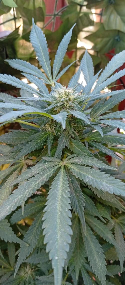 ChocotangieXCelestialGas. Week 18