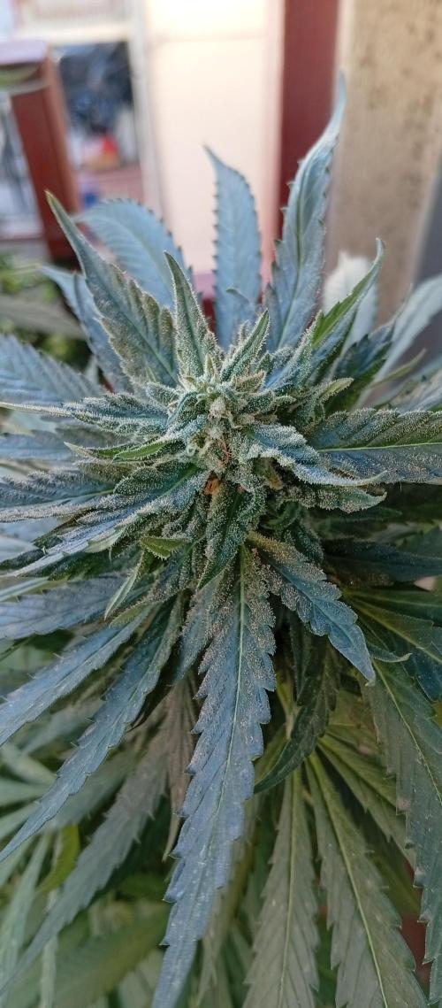 ChocotangieXCelestialGas. Week 18