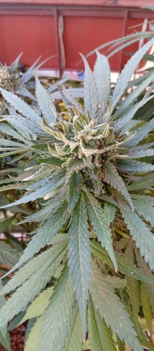 ChocotangieXCelestialGas. Week 18