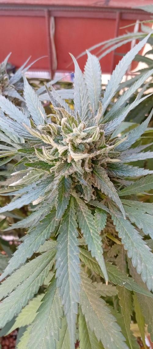 ChocotangieXCelestialGas. Week 18
