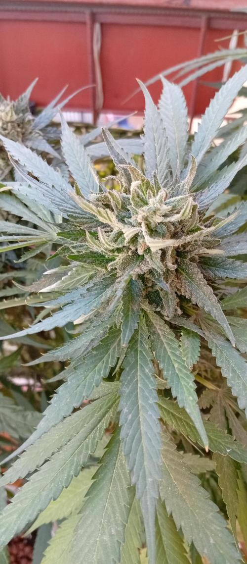 ChocotangieXCelestialGas. Week 18