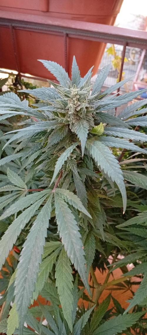 ChocotangieXCelestialGas. Week 18