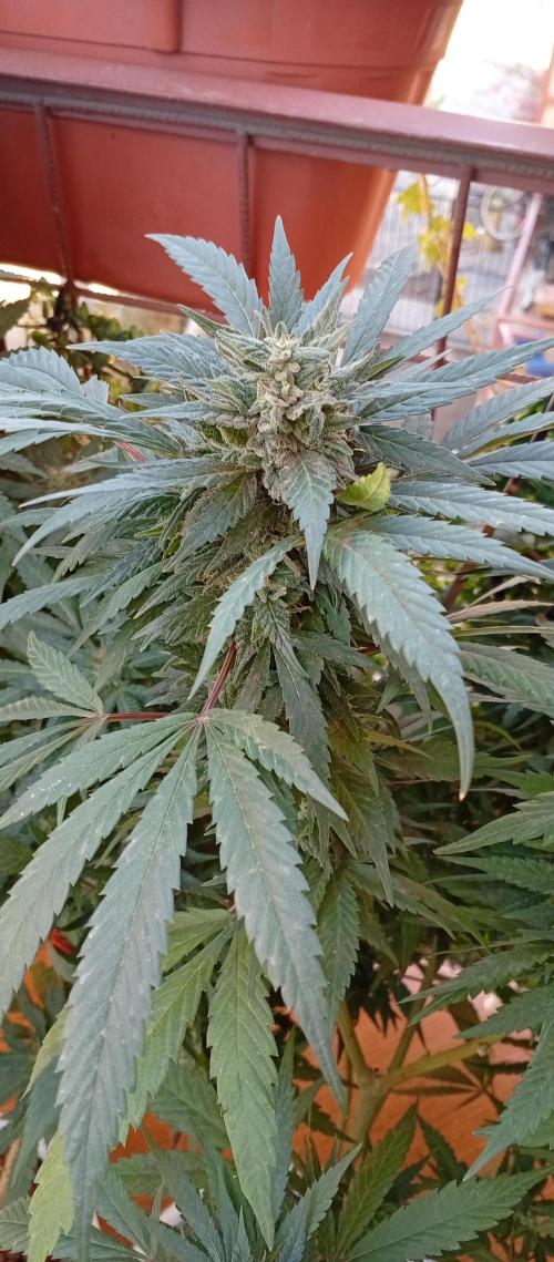 ChocotangieXCelestialGas. Week 18