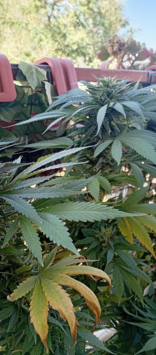 GMOxPakistanxMimosa. Week 19