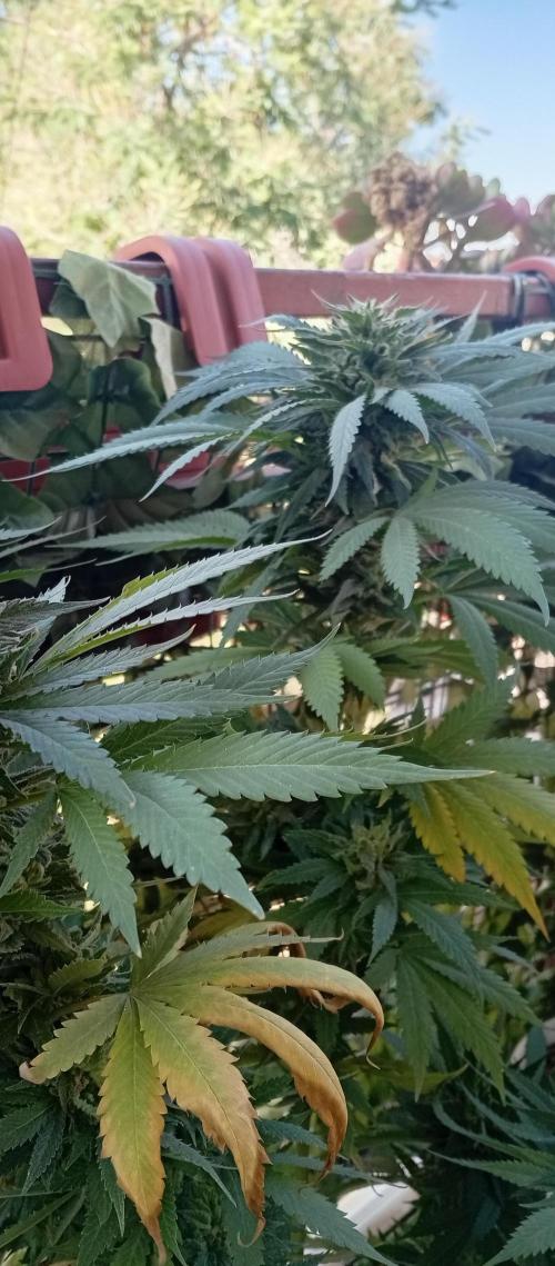 GMOxPakistanxMimosa. Week 19