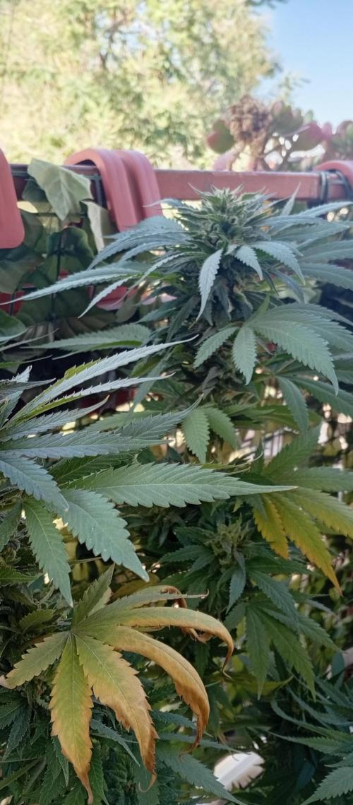 GMOxPakistanxMimosa. Week 19