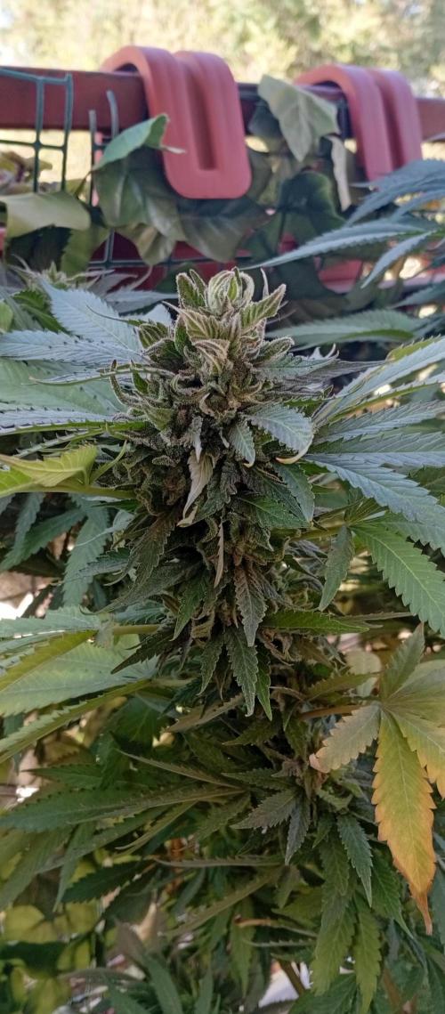GMOxPakistanxMimosa. Week 19