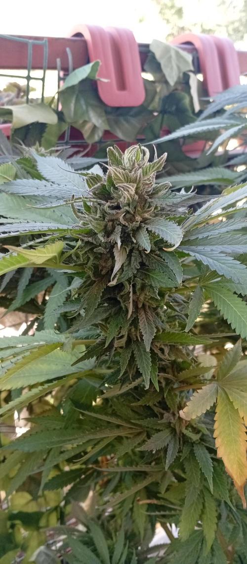 GMOxPakistanxMimosa. Week 19