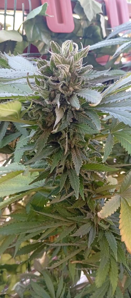 GMOxPakistanxMimosa. Week 19
