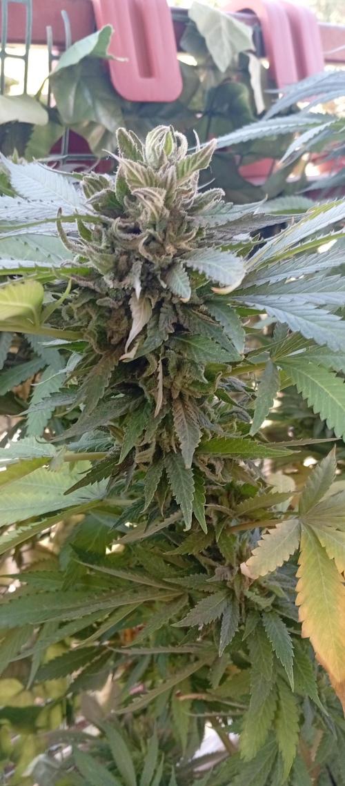 GMOxPakistanxMimosa. Week 19