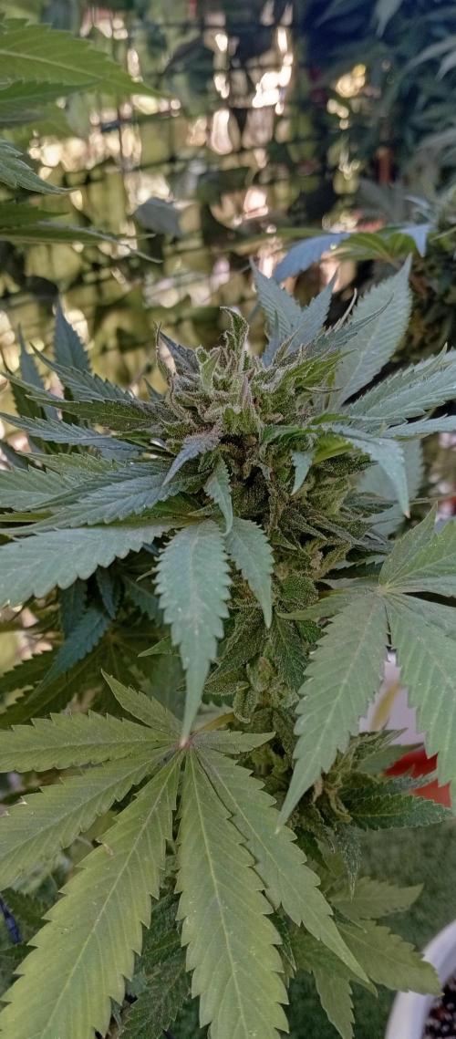 GMOxPakistanxMimosa. Week 19
