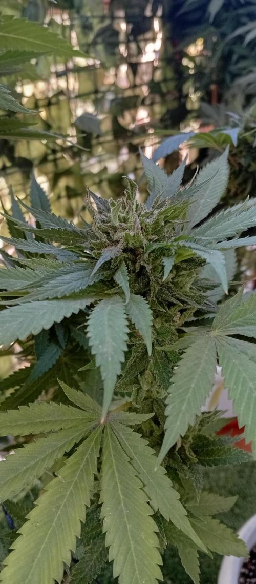 GMOxPakistanxMimosa. Week 19