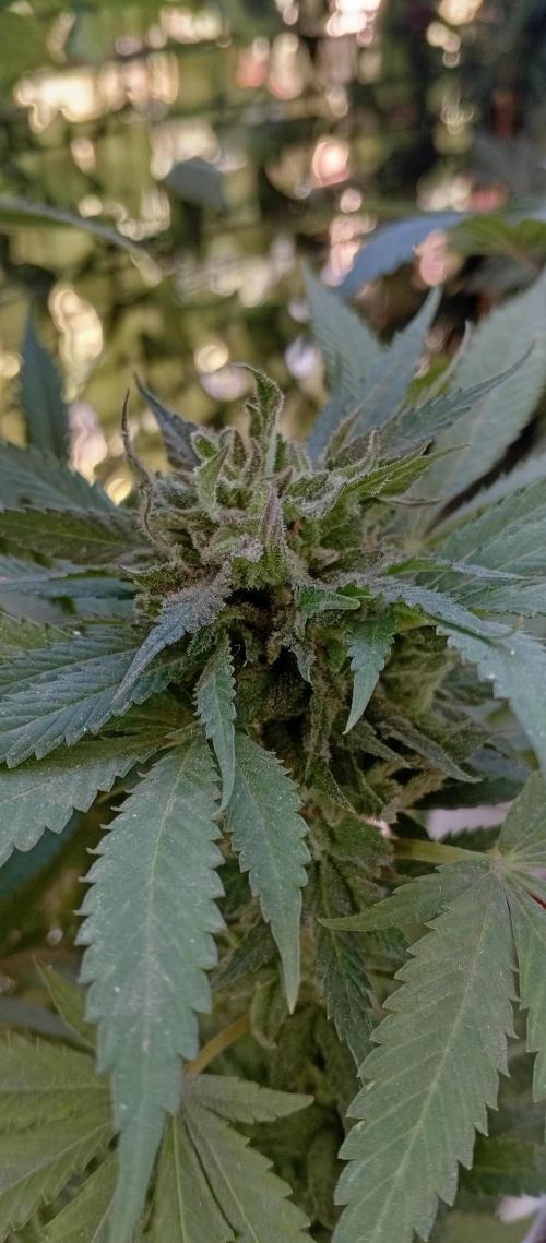 GMOxPakistanxMimosa. Week 19