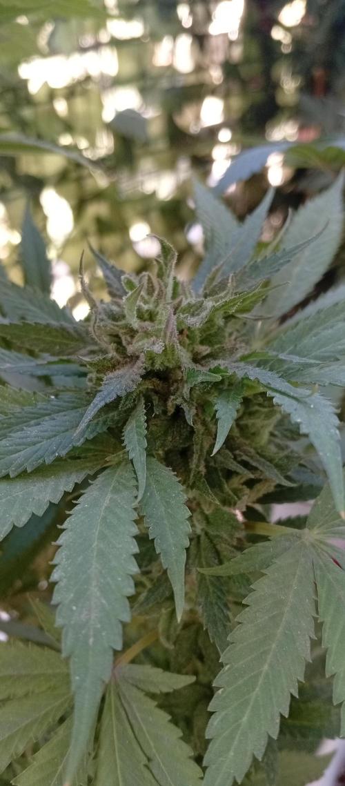 GMOxPakistanxMimosa. Week 19