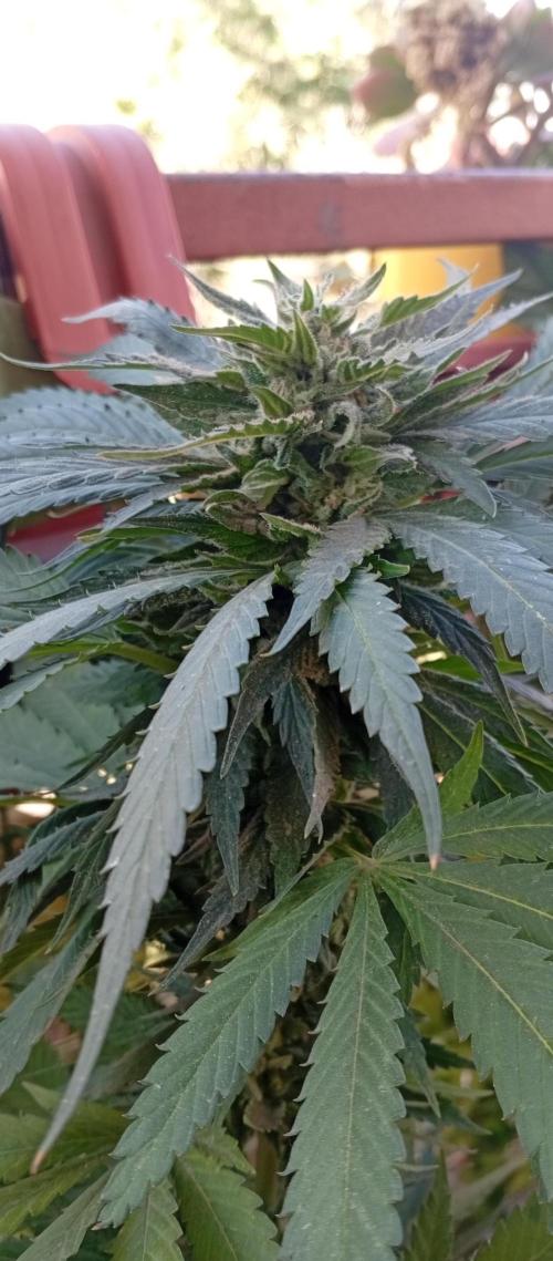 GMOxPakistanxMimosa. Week 19
