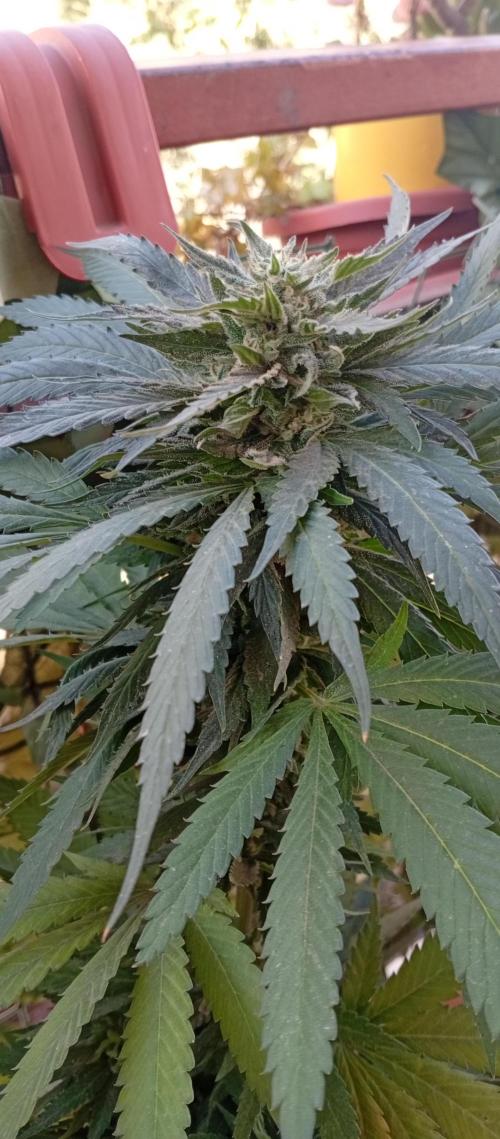 GMOxPakistanxMimosa. Week 19