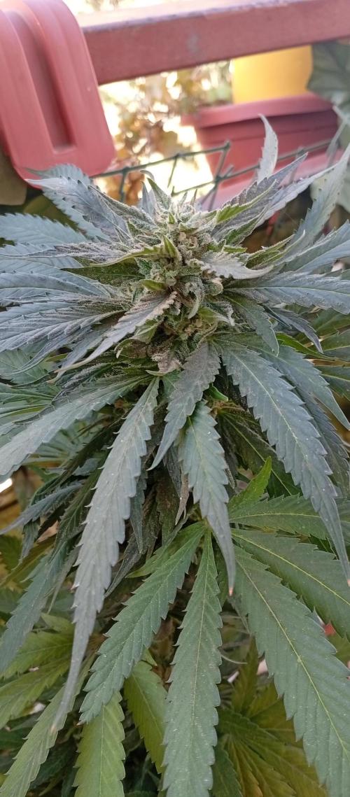 GMOxPakistanxMimosa. Week 19