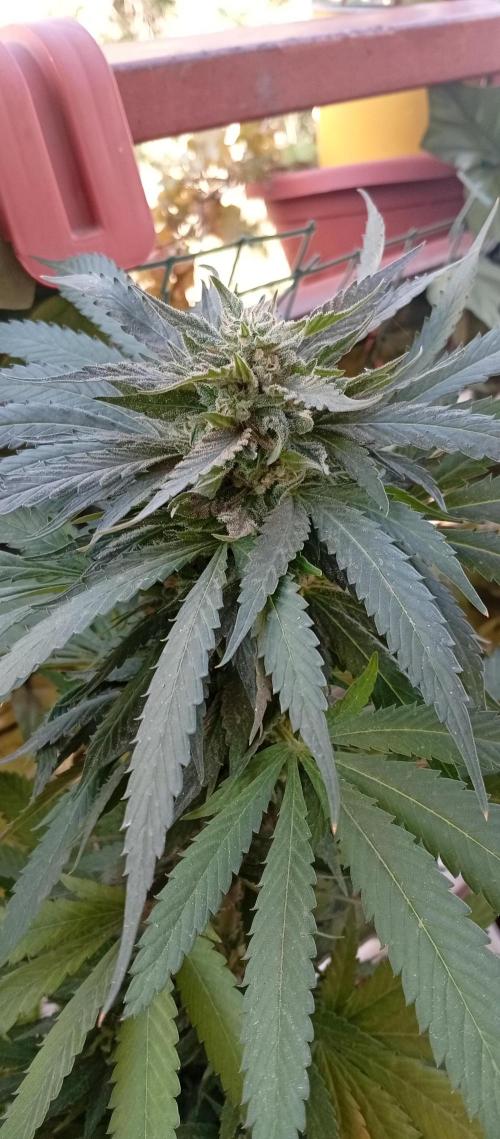 GMOxPakistanxMimosa. Week 19