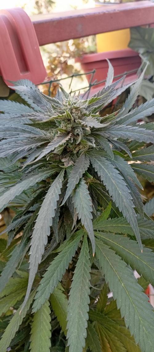 GMOxPakistanxMimosa. Week 19