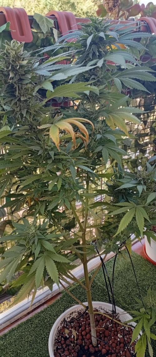 GMOxPakistanxMimosa. Week 19