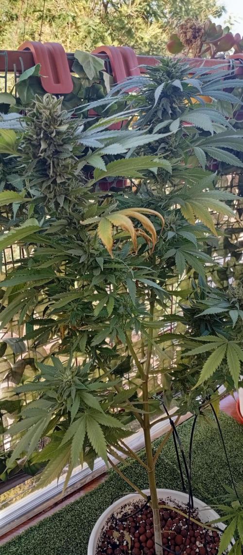 GMOxPakistanxMimosa. Week 19