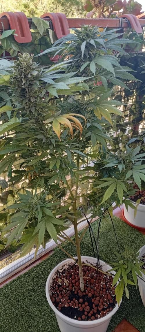 GMOxPakistanxMimosa. Week 19