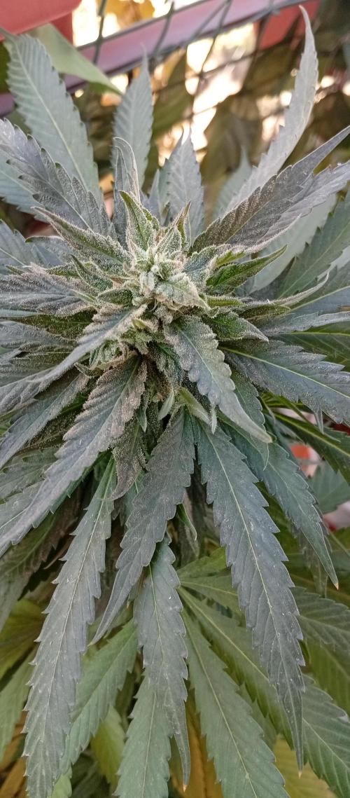 GMOxPakistanxMimosa. Week 19