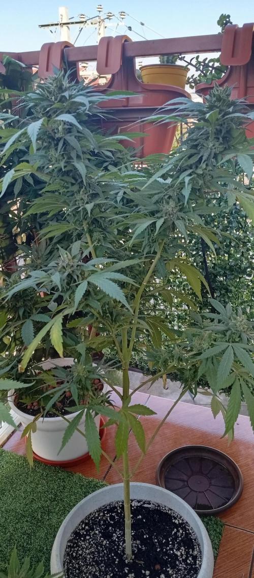 GMOxPakistanxMimosa. Week 19